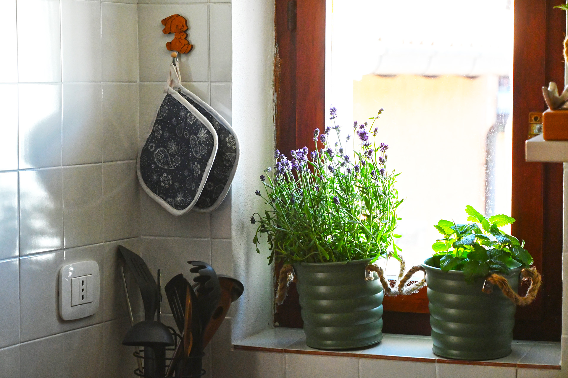 Erbe aromatiche fresche sul davanzale della cucina — lavanda e menta